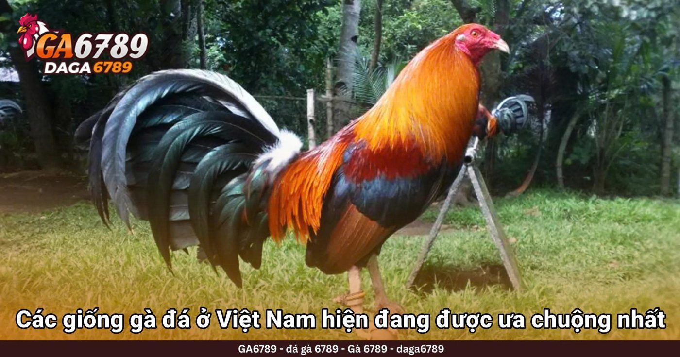 Các giống gà đá ở Việt Nam hiện đang được ưa chuộng nhất